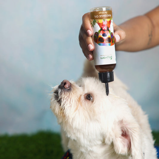 Ultimate Guide to Dog Massage: Should You Oil Your Dog's Hair? Benefits, Methods, and Expert Tips for a Luxurious Dog Spa Experience